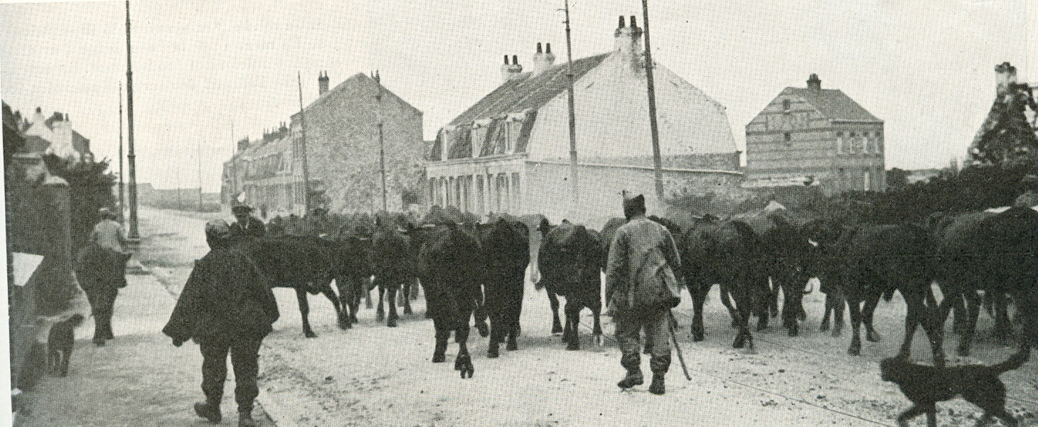 Calais 14 18 traversee d un troupeau pour le ravitaillement des armees presentes sur calais